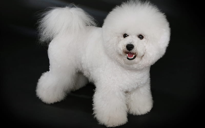 Bichon Frise, white dog, pets, dogs, Bichon Frise Dog, cute animals, furry dog, HD wallpaper