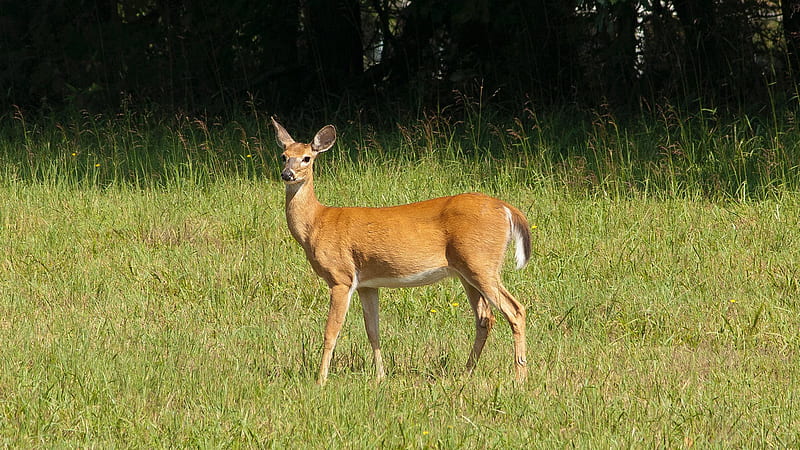 Brown Deer Is Standing On Green Grass Field Deer, HD wallpaper
