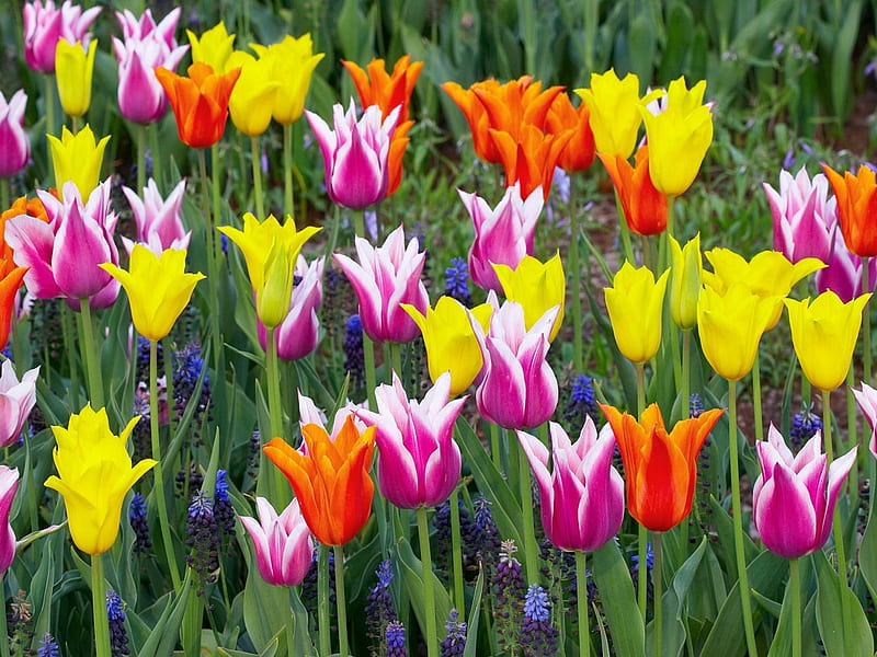 Colorful-tulips--keukenhof-gardens--lisse--holland, flower, flowers, colors, garden, nature, tulips, tulip, HD wallpaper