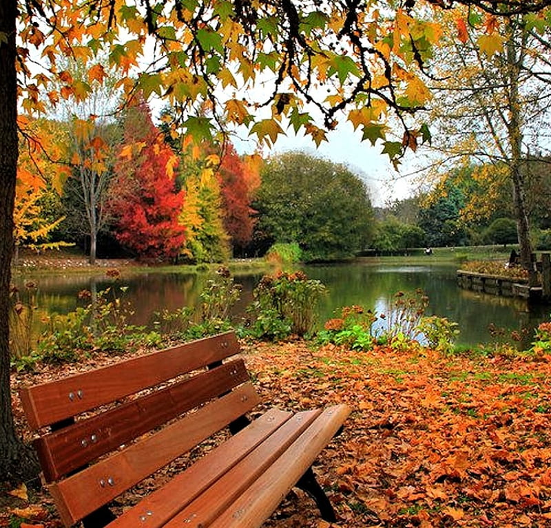 Bench in the Park, Park, Bench, Autumn, Nature, HD wallpaper | Peakpx