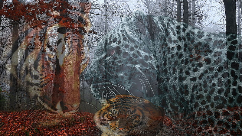The'3'Big'Cats, leopard, fall, autumn, cheetah, three, the three big cats, lion, forrest, falling leaves, road, red leaves, 3, cats, big cats, HD wallpaper