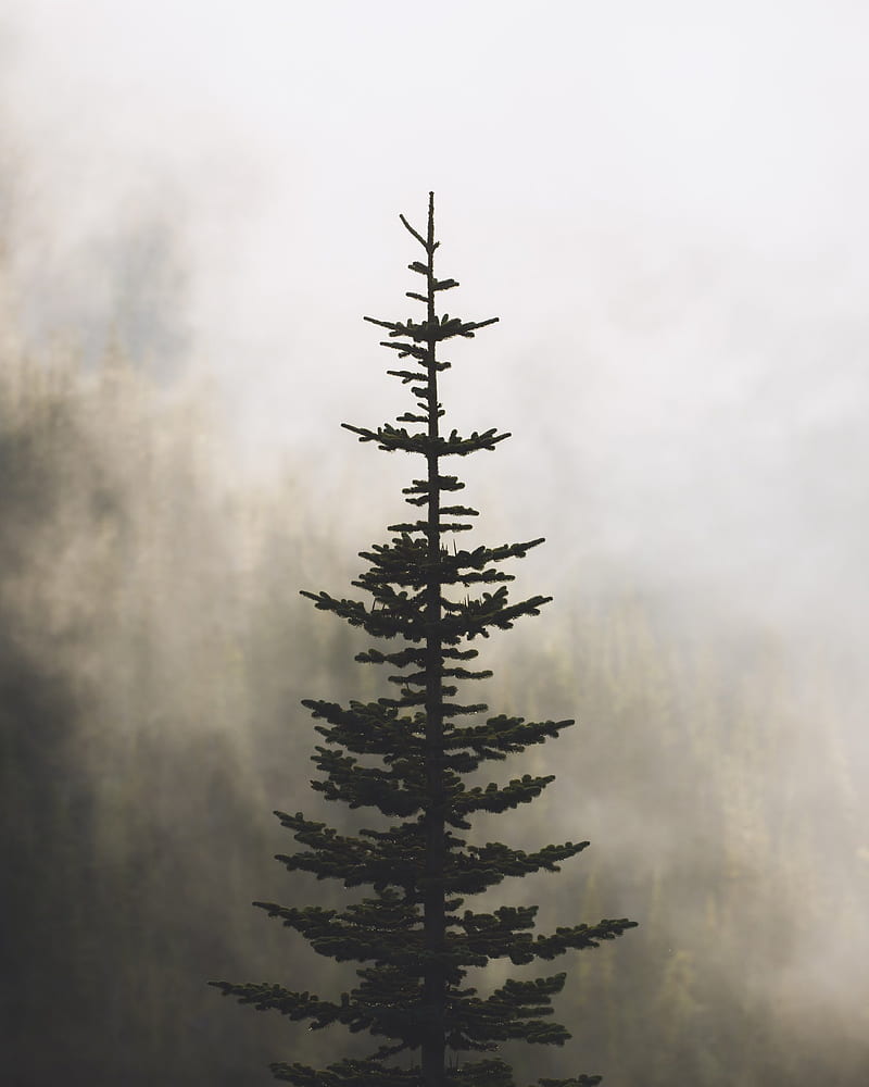 Share 67+ pine wallpaper - in.cdgdbentre