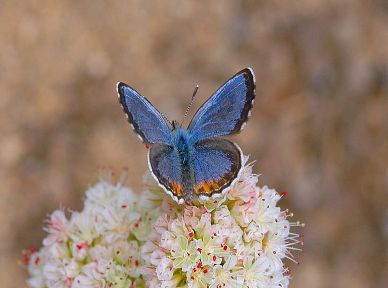 Delicate Blue, butterfly, flower, beauty, white, Blue, small, HD wallpaper