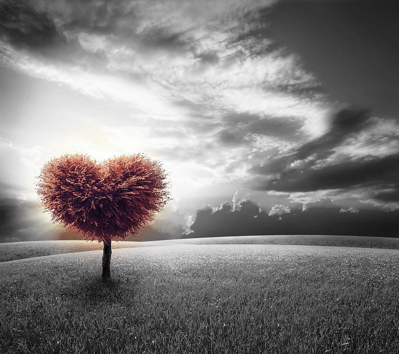 Tree heart, heart, love, sign, tree, HD wallpaper