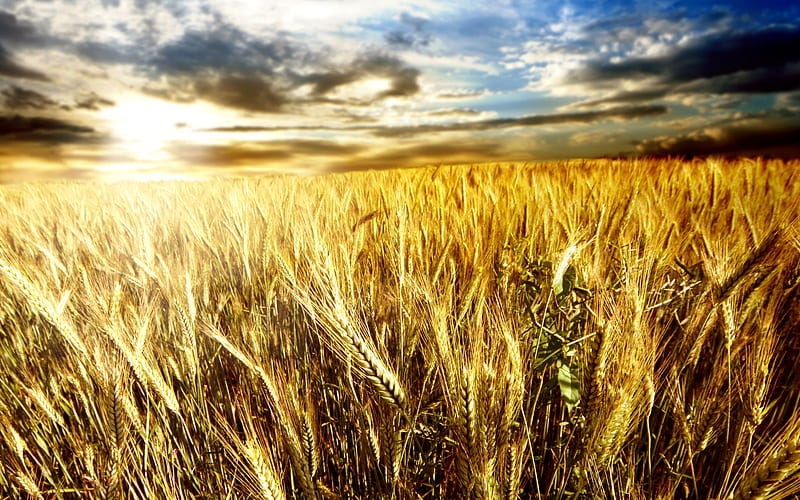 Golden Wheat Field, pretty, autumn, stunning, sun, wheat, bonito, nice,  outstanding, HD wallpaper | Peakpx