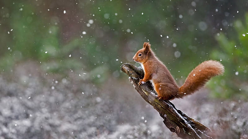 White Brown Squirrel Is Standing On Tree Branch In Water Splash Background Bing, HD wallpaper