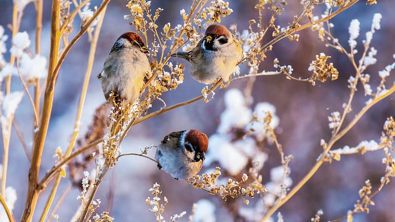 Sparrows, branches, winter, snow, tree, HD wallpaper