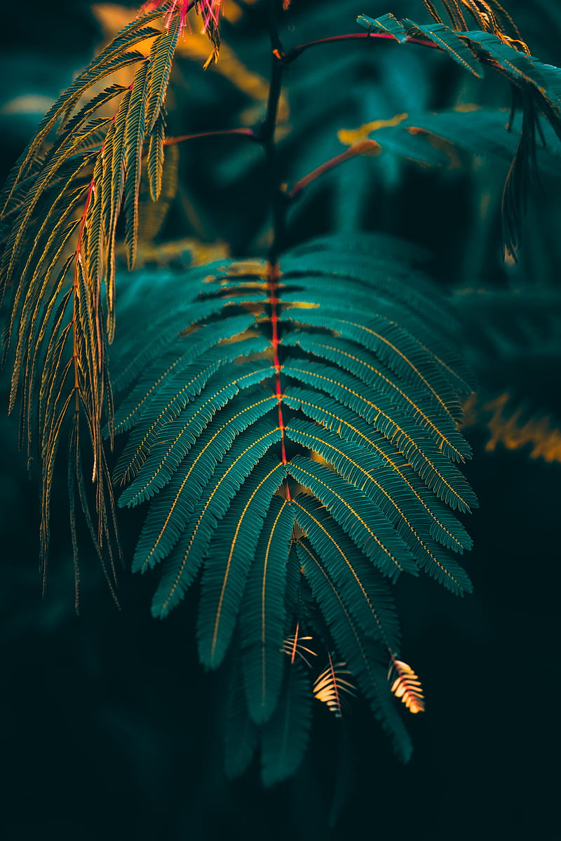Dark, green leaves, leaf, HD phone wallpaper | Peakpx