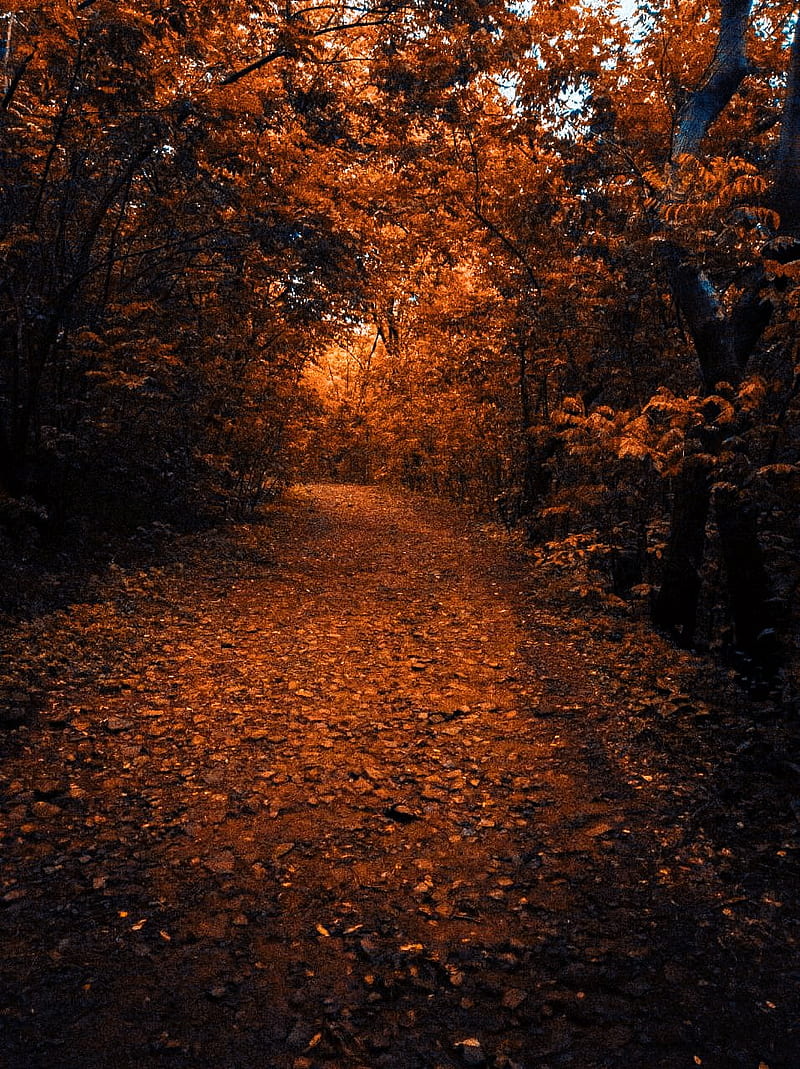 Tunnel of love, autumn, creepy, forest, landscapes, natural, season, spring, winter, HD phone wallpaper
