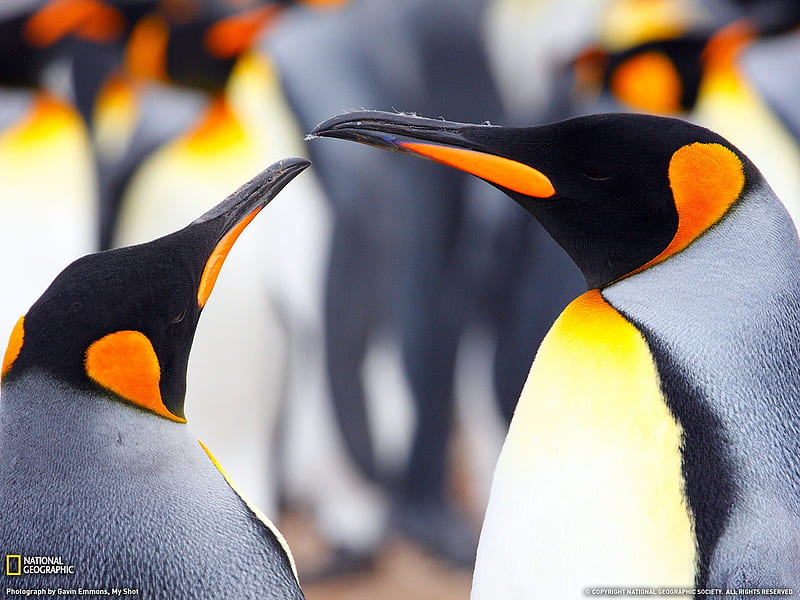 king Penguins Falkland Islands- National Geographic selected, HD wallpaper