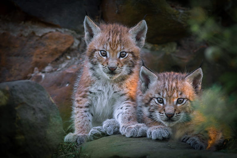 Cats, Lynx, Baby Animal, Big Cat, Cub, Wildlife, HD wallpaper