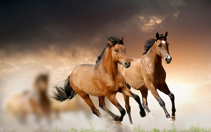 Horse Running Grass Clouds-Grassland animal, HD wallpaper