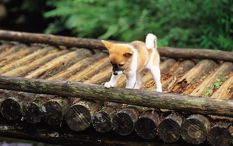 Cute Shiba Inu puppy on a bridge-Lovely Puppies, HD wallpaper