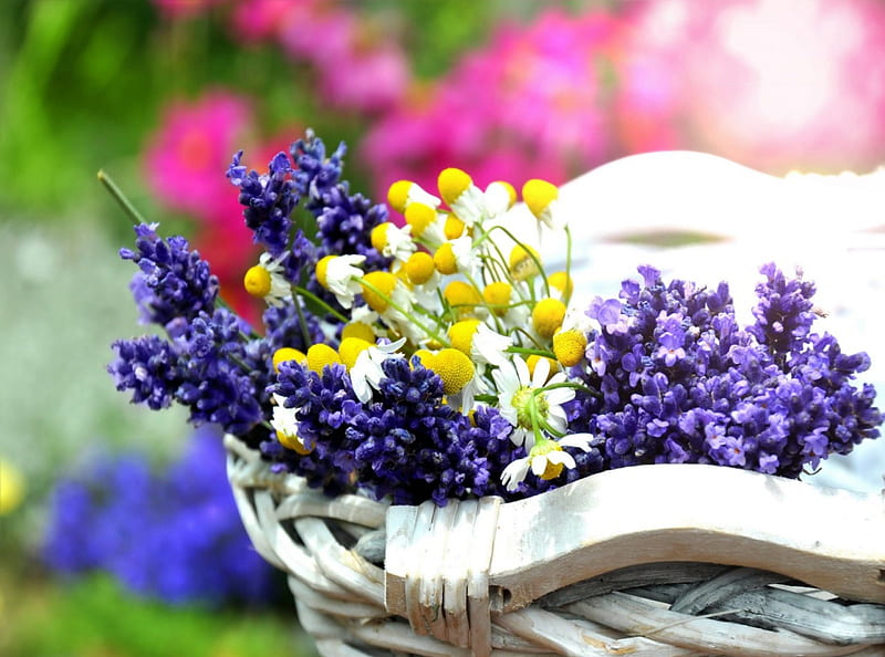 Basket of fresh flowers, pretty, lovely, fresh, bonito, camomile, delicate, floral, daisies, nice, flowers, garden, nature, field, blue, harmony, HD wallpaper