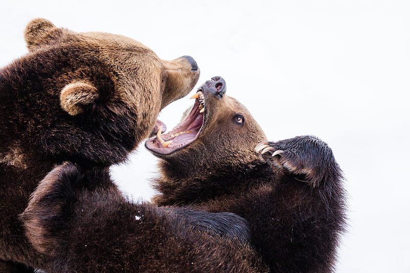 two brown grizzly bears, HD wallpaper