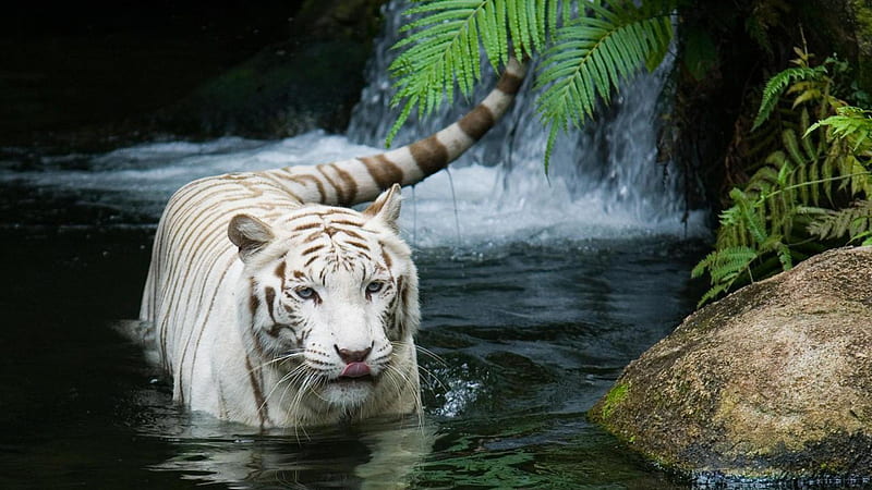White Tiger, water, swim, bonito, tiger, white, HD wallpaper