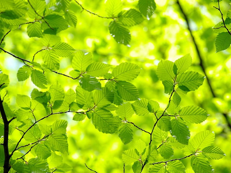Beech forest, forest, tree, leaves, green, sunlight, summer, beech, HD wallpaper