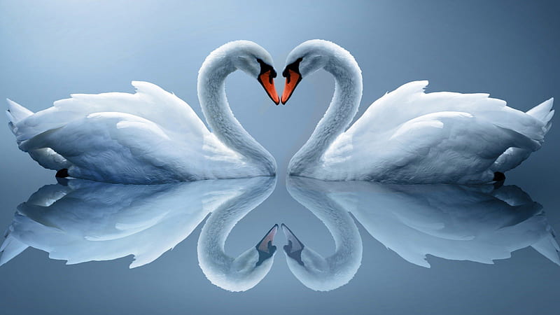 HEART OF THE SWANS, SHAPE, LAKE, SWAN, HEART, HD wallpaper