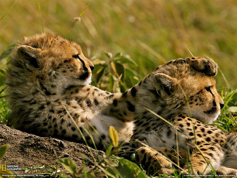 cheetahs grass kenya- National Geographic selected, HD wallpaper