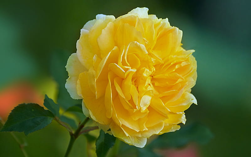 yellow rose, yellow flowers, macro, beautiful flowers, bokeh, yellow buds, roses, HD wallpaper