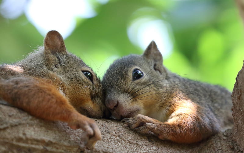 Whispering, cute, red, squirrel, green, funny, branch, couple, animal, HD wallpaper