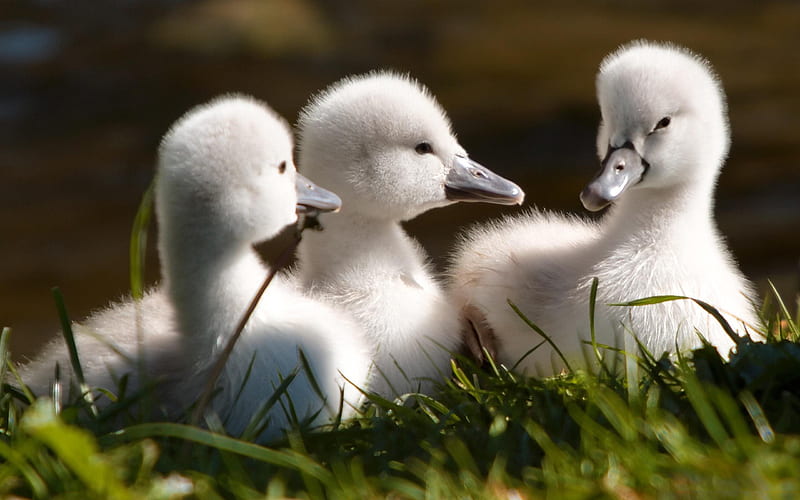 chicks swans, white swans, little swan, birds, HD wallpaper