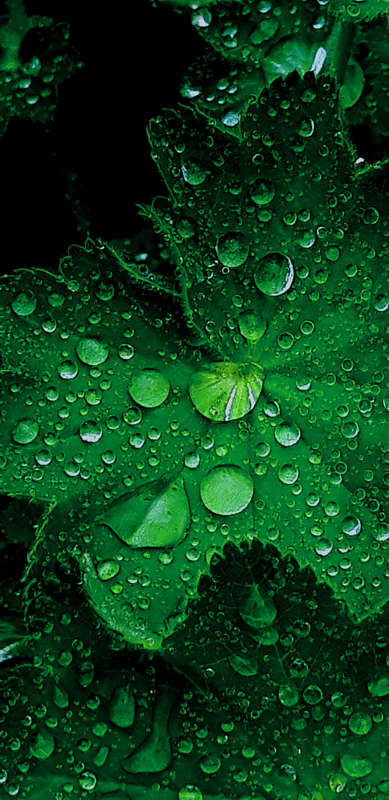 Green Raindrop Leaf, editing, nature, phyography, rain, raindrops, rainy,  HD phone wallpaper | Peakpx