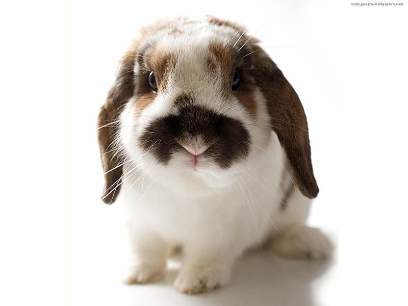 bunny, ears, easter, floppy, HD wallpaper