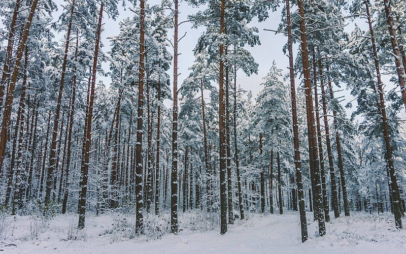 Winter Forest in Latvia, forest, trees, snow, winter, HD wallpaper | Peakpx