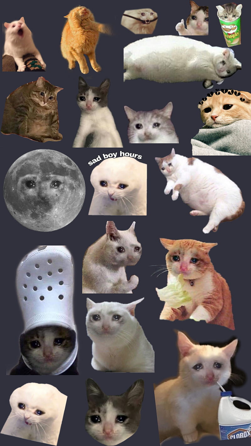 Sad Cats , cat, crying, funny, HD phone wallpaper