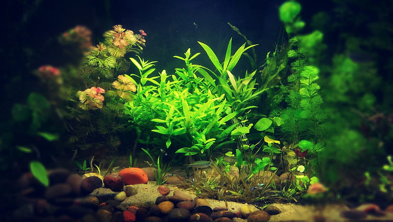 Aquarium, flowers, plants, HD wallpaper