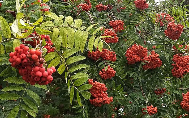 Rowan, Latvia, berries, leaves, HD wallpaper