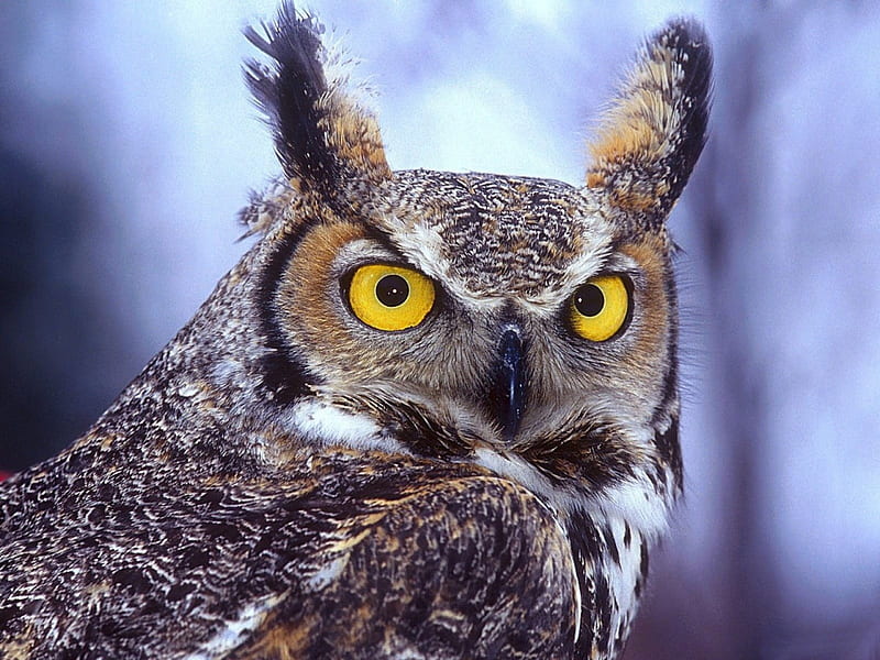 *** Owl ***, ptaki, uszy, zwierzeta, sowa, duze, HD wallpaper