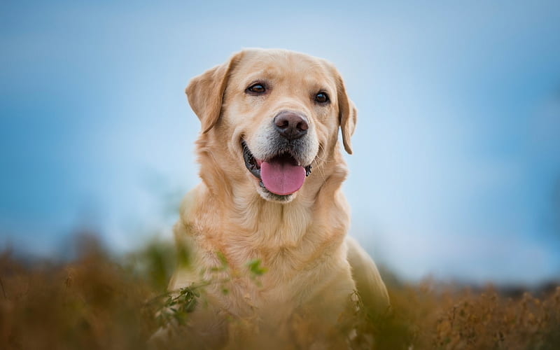Golden retriever, pet dog, labrador, brown dog, HD wallpaper