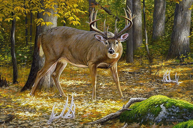 Boneyard, art, fall, forest, autumn, painting, bonito, deer, foliage, HD wallpaper