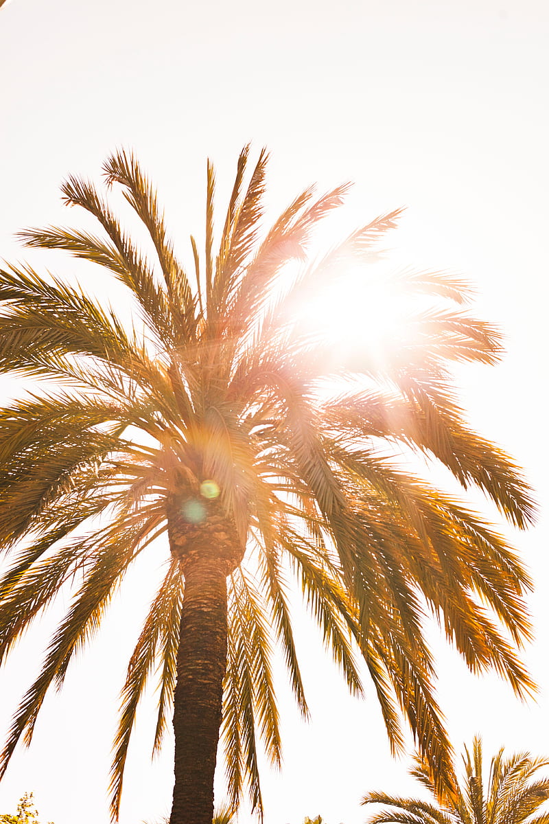 palm, sun, flare, light, bright, HD phone wallpaper