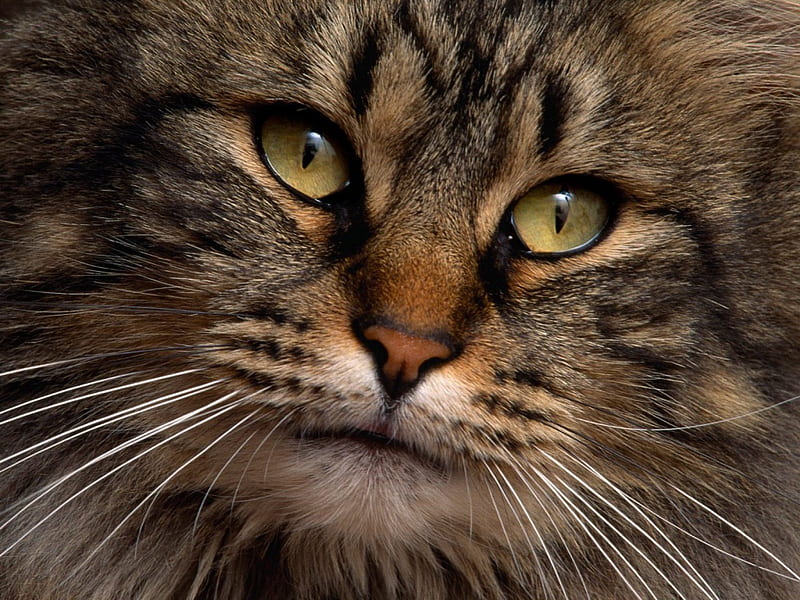 Contemplative Cat, pet, domestic cat, close up, tabby cat, HD wallpaper