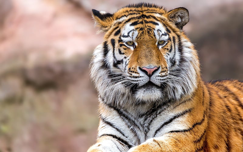 Tiger, predator, wildlife, dangerous animals, tigers, HD wallpaper