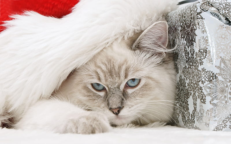 Lovely Kitty, pretty, adorable, magic, xmas, sweet, nice, beauty, face, lovely, holiday, christmas, kitty, new year, gift, cat, cute, paws, cool, merry christmas, eyes, cats, white, red, holidays, bonito, animal, graphy, blue eyes, blue, animals, colors, happy new year, cat face, santa, kitten, HD wallpaper