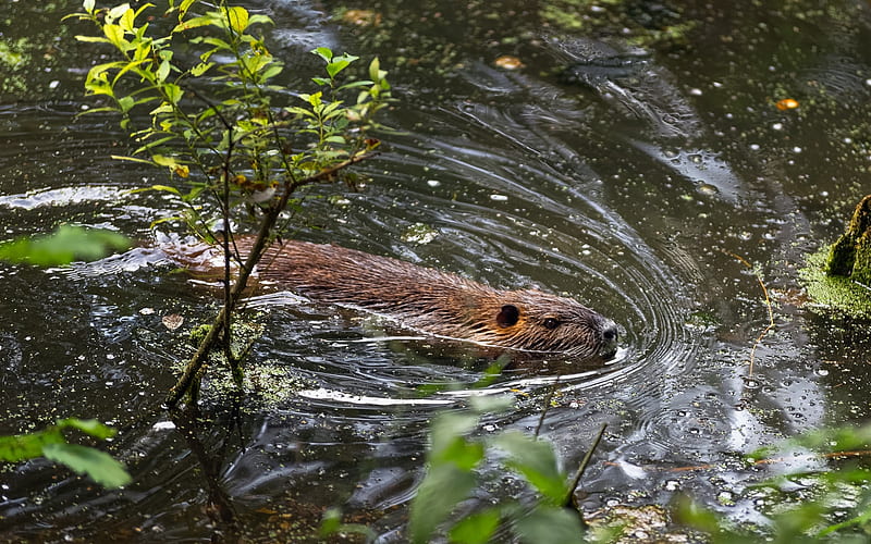 Beaver in France, France, water, beaver, animal, HD wallpaper