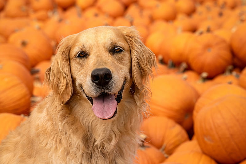 Ready for Halloween, halloween, pumpkin, caine, animal, golden retriever, dog, autumn, orange, happy, face, funny, HD wallpaper