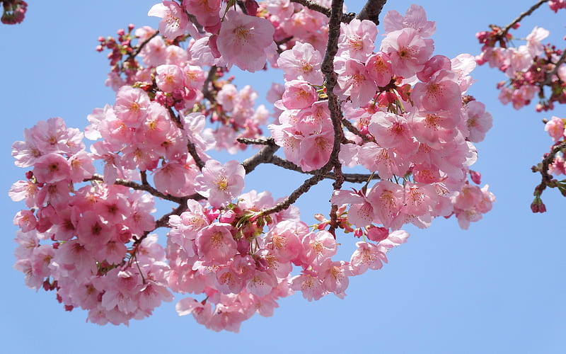 Sakura in Japan, tree, japan, cherry, sakura, spring, blooms, HD wallpaper