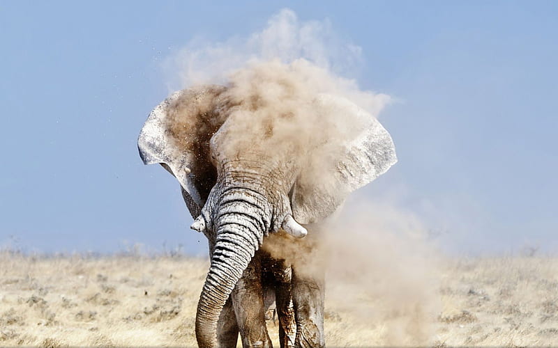 an elephant taking a dirt shower, dirt, savanna, sky, elephant, HD wallpaper