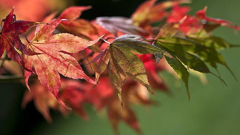 Red Green Autumn Trees Leaves Branches Blur Background Autumn, HD wallpaper  | Peakpx