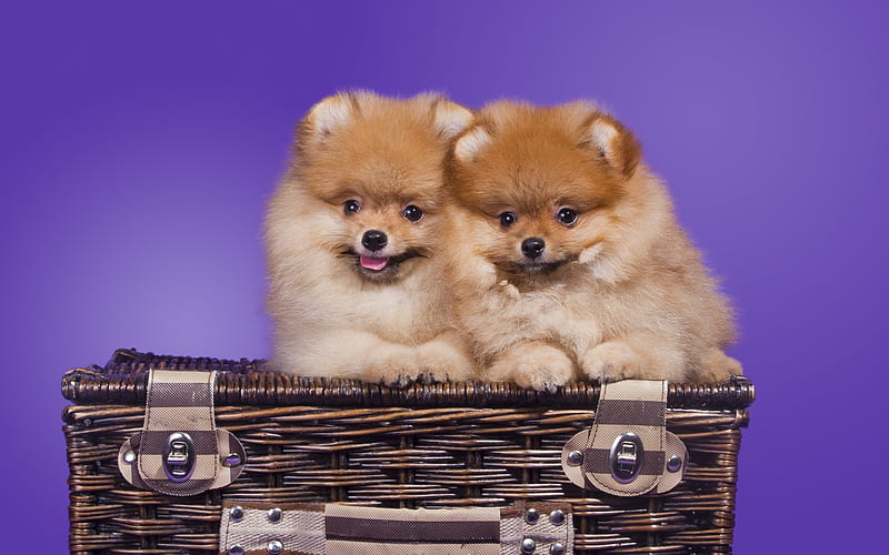 Pomeranian Spitz, small brown fluffy dogs, puppies, dogs in suitcases, pets, cute animals, dogs, HD wallpaper