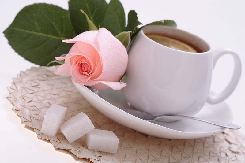 tea rose, bonito, still life, graphy, nice, cool, sugar lumps, cup, flower, drink, pink, harmony, HD wallpaper