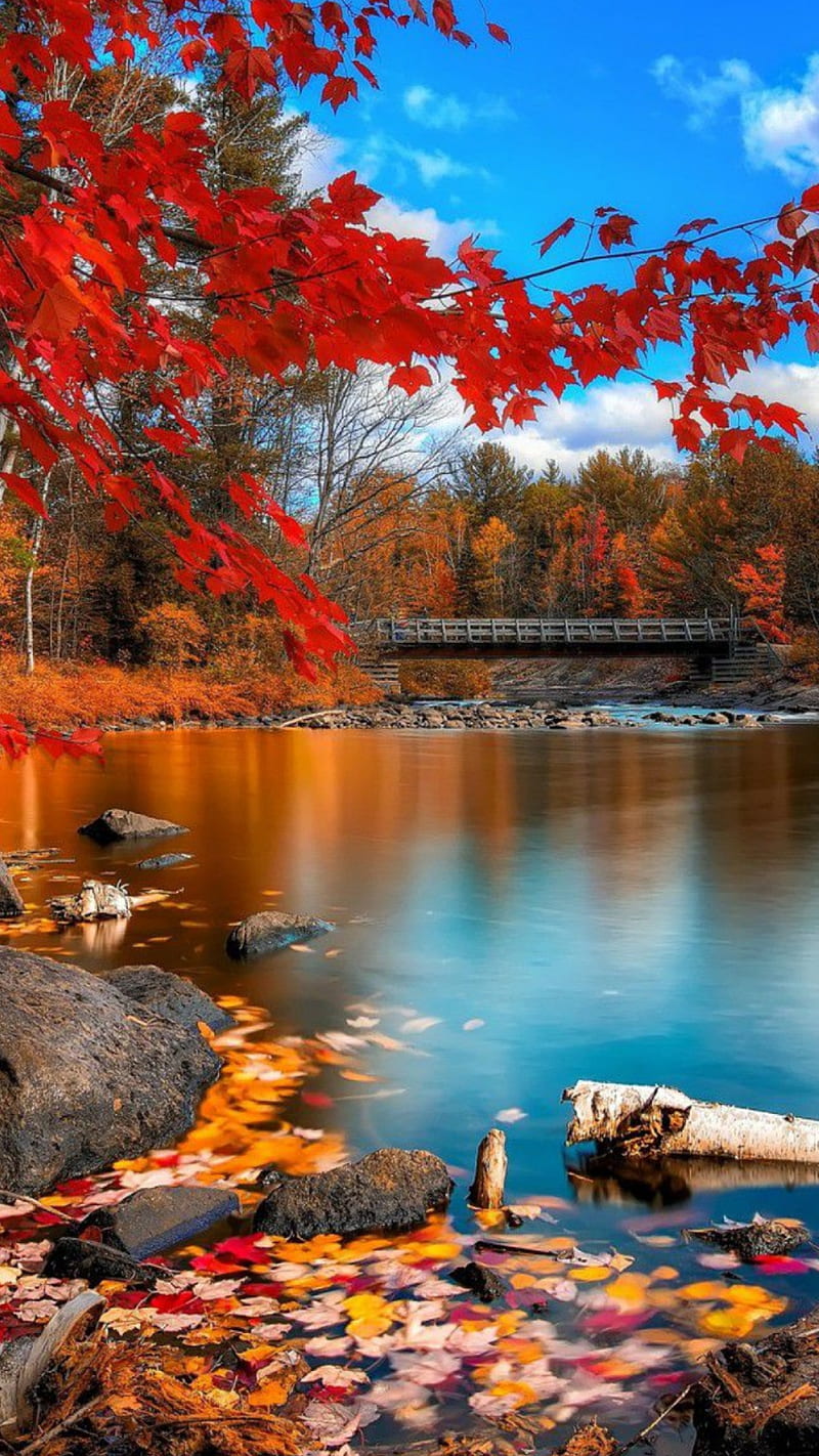 autumn leaves, bonito, beauty, fall, lake, landscapes, nature, scenery, HD phone wallpaper