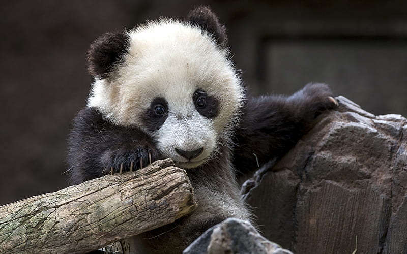 panda, cute animals, bears, funny animals, pandas, cute panda, HD wallpaper