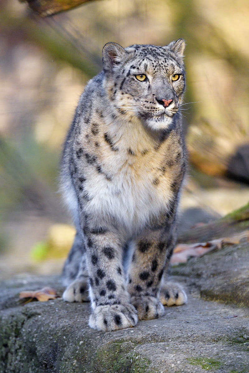 snow leopard, animal, predator, big cat, gray, wildlife, HD phone wallpaper