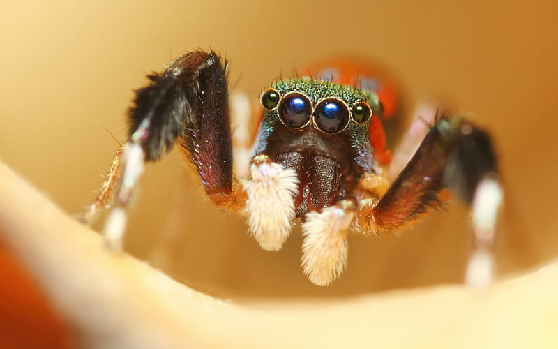 Spider, insect, eye, jumper, HD wallpaper